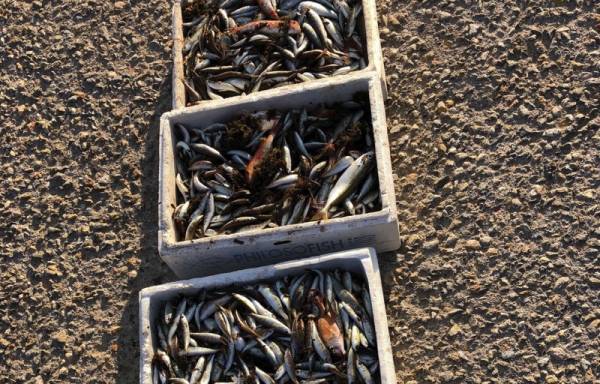 Αργολίδα: Κατάσχεση 27 κιλών αλιευμάτων λόγω παράνομης αλιείας