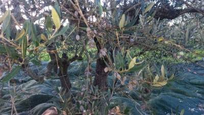 Οδηγίες για την αντιμετώπιση του γλοιοσπορίου