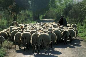 Από σπογγώδη εγκεφαλοπάθεια προσβλήθηκαν πρόβατα στη Γορτυνία