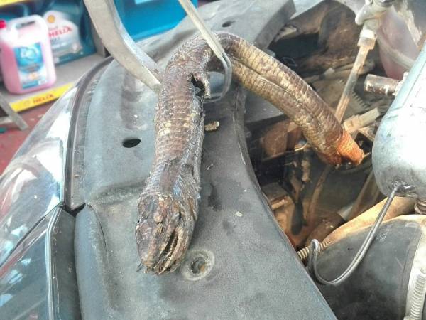 Μεγάλο φίδι βρέθηκε στη μηχανή αυτοκινήτου στην Καλαμάτα (φωτογραφίες)