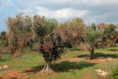 Η xylella χτυπά και την Ισπανία