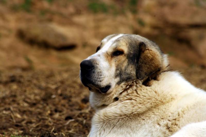 Κυνολογικός Όμιλος: Υπό εξαφάνιση 6 ελληνικές ράτσες σκύλων