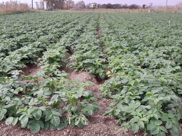Εγκαταλείπουν την  ανοιξιάτικη πατάτα: Λιγότερα στρέμματα θα φυτευτούν φέτος σε Καλαμάτα – Μεσσήνη