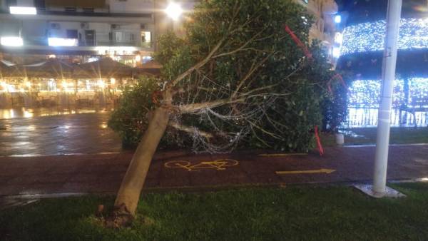 Καλαμάτα: Δέντρο έπεσε πάνω στον ποδηλατόδρομο της κεντρικής πλατείας