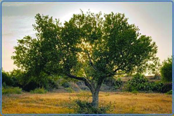 “Γιορτή Λαδιού” στο Ανατολικό Κέντρο