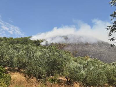 Με τσακισμένη τη Δασική Υπηρεσία δεν προστατεύεις τα δάση