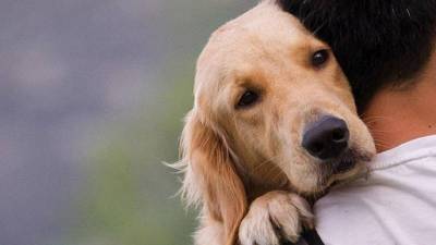 Δ. Παπαστεργίου: Έρχεται ψηφιακή πλατφόρμα για τα ζώα συντροφιάς - Σε λίγες μέρες ξεκινάει ο ψηφιακός βοηθός του gov.gr