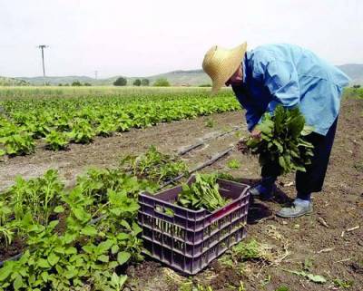 Τον Οκτώβριο αναμένεται το νομοσχέδιο για τους αγροτικούς συνεταιρισμούς