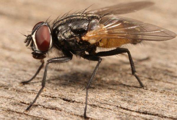 Μην αφήνετε τις μύγες πάνω στο φαγητό σας, προειδοποιούν οι επιστήμονες