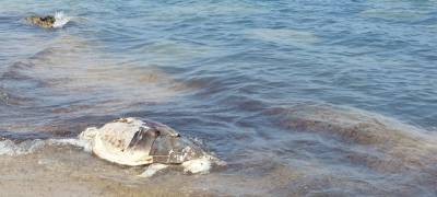 Κορώνη: Νεκρή χελώνα καρέτα καρέτα στην παραλία Γαργαρού