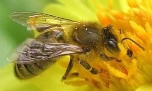 Ο Σύλλογος Επαγγελματιών Μελισσοκόμων Μεσσηνίας - Αρκαδίας - Λακωνίας για την προστασία των μελισσών