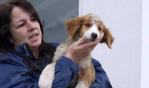 Φρικτός βασανισμός σκύλου στον Πύργο: Του ξερίζωσαν ακόμη και τα δόντια