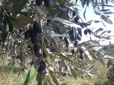 Πραγματική ασφάλιση της αγροτικής παραγωγής