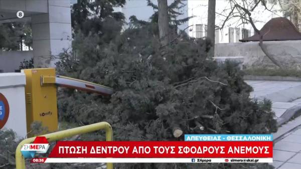 Θεσσαλονίκη: Πτώση δέντρου από τους σφοδρούς ανέμους
