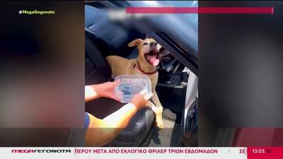 Σοκ στη Βάρη: Χειροπέδες σε 48χρονη που κλειδώσει τον σκύλο της μέσα στο αυτοκίνητο