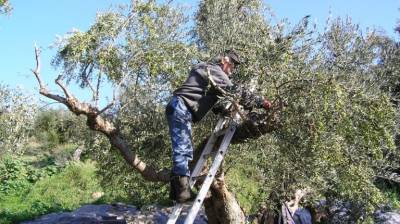 Ηράκλειο: Οι “χρυσές” τιμές του ελαιολάδου φέρνουν εταιρείες security και μικροτσίπ στα λιόφυτα!