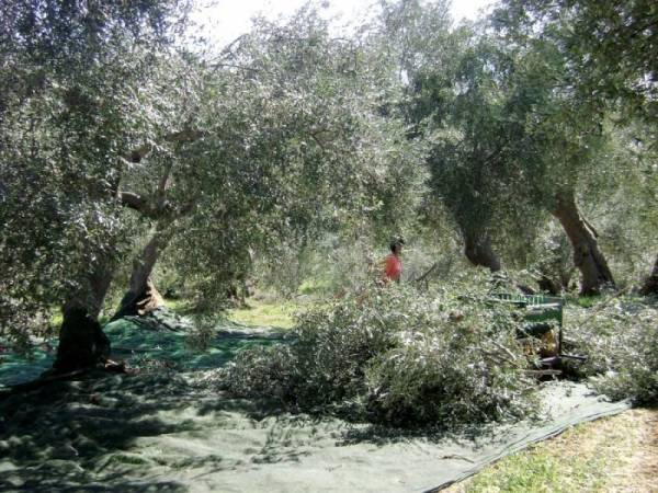 “Καμπανάκι” του καθηγητή Σταύρου Βέμμου λόγω της κλιματικής κρίσης - Κίνδυνος μείωσης της ελαιοκαλλιέργειας
