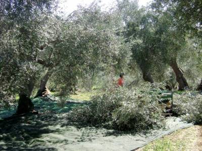“Καμπανάκι” του καθηγητή Σταύρου Βέμμου λόγω της κλιματικής κρίσης - Κίνδυνος μείωσης της ελαιοκαλλιέργειας