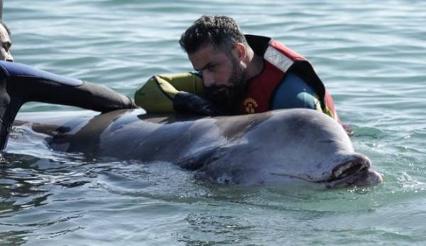 Άλιμος: Απελευθερώθηκε η φάλαινα, αλλά εντοπίστηκε εκ νέου στη Σαλαμίνα