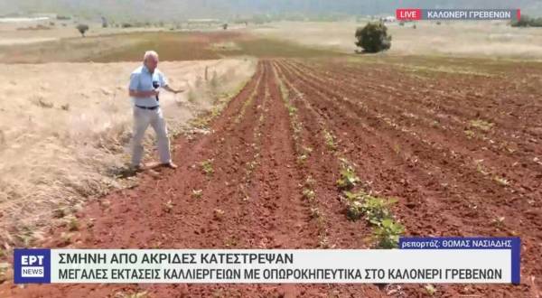 Εκατομμύρια ακρίδες καταστρέφουν ολοσχερώς καλλιέργειες στην Κοζάνη με πιπεριές Φλωρίνης (Βίντεο)