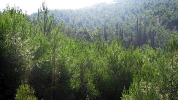 Μεταρρύθμιση για τη διαχείριση των δημοσίων δασών