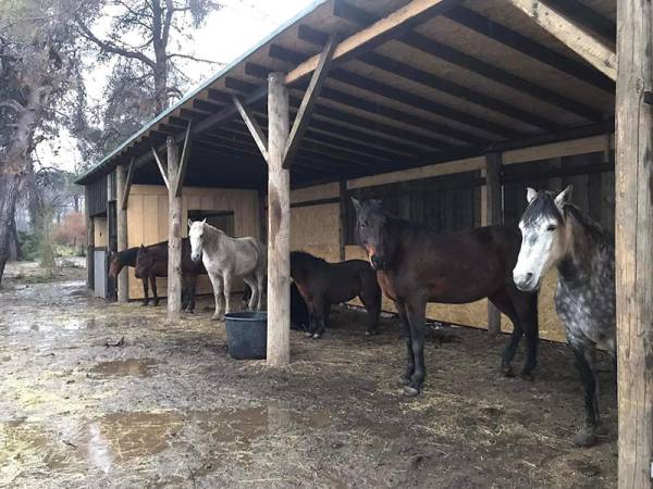 Η φάρμα στη Βόρεια Εύβοια που αποτελεί καταφύγιο για πληγωμένα άλογα από όλη την Ελλάδα