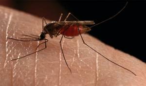 «Οι επιδρομές των κουνουπιών είναι... υπερβολές του Τύπου» υποστηρίζει η Αναπτυξιακή