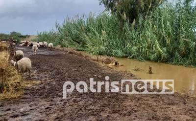 Κακοκαιρία «Αθηνά»: Προβλήματα στην Ηλεία - Πνίγηκαν ζώα