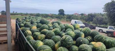 Κατακτά την Ευρώπη το καρπούζι Τριφυλίας - Πάνω από 25.000 τόνους η συγκομιδή