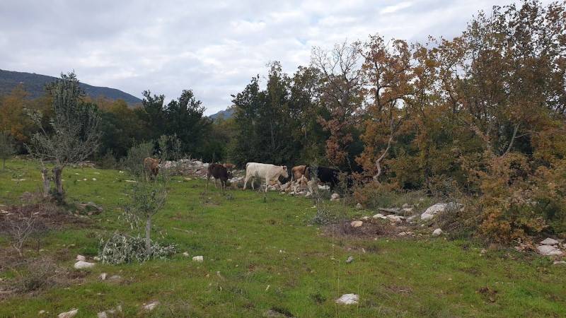 Τεράστιο πρόβλημα με αδέσποτα βοοειδή σε ορεινά χωριά Μεσσήνης, Πυλίας και Ταΰγετο