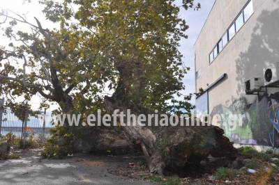 Επεσε πλάτανος στο λιμάνι της Καλαμάτας (βίντεο και φωτογραφίες)