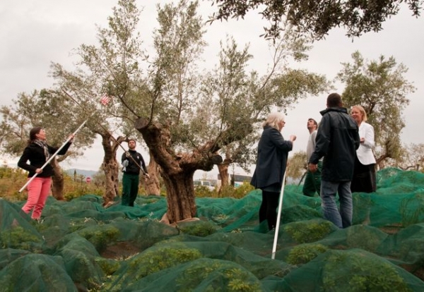 Παραδοσιακή συγκομιδή ελιάς για δεύτερη χρονιά στην Costa Navarino 