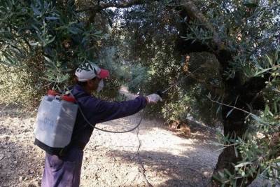 Μεσσηνία: Το πρόγραμμα της δακοκτονίας για την Τετάρτη 20/07