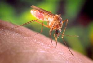 Ψεκασμοί για τα κουνούπια στο Ασπρόχωμα