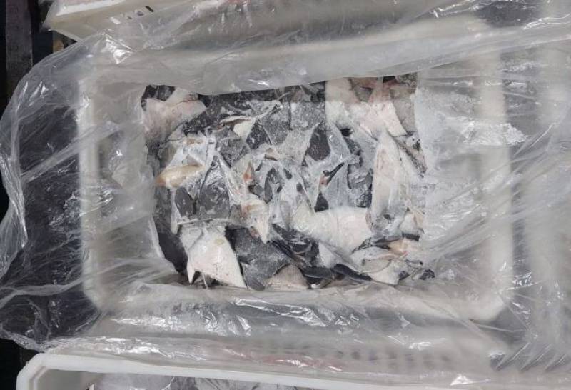 Κατασχέθηκε ποσότητα ρεκόρ άνω των 28 τόνων πτερυγίων καρχαρία στη Βραζιλία