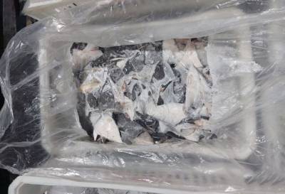 Κατασχέθηκε ποσότητα ρεκόρ άνω των 28 τόνων πτερυγίων καρχαρία στη Βραζιλία