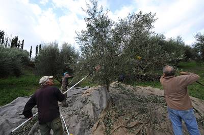 Κινείται προς τα 4 ευρώ το κιλό το ελαιόλαδο - 3,85 σε Λακωνία και Σητεία