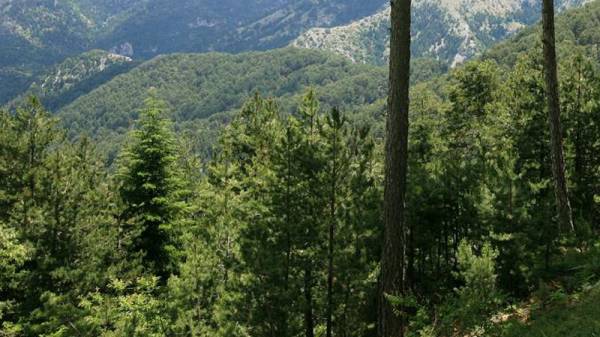 Ανάλυση και επεξήγηση των δασικών χαρτών από τη ΜΕΣΣΥΝΕΛ στην Καλαμάτα