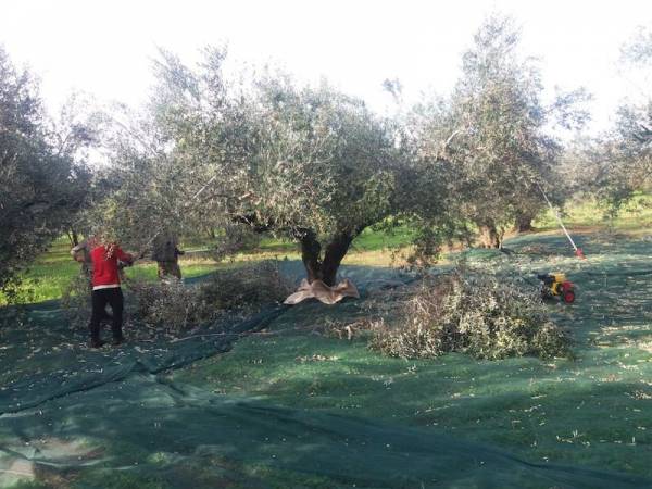 Μεσσηνία: Άγνωστοι του… ράβδισαν 110 ελαιόδεντρα στους Δολούς