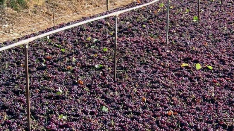 Πολύ καλή αναμένεται η φετινή παραγωγή σταφίδας - Ελπίδες για ικανοποιητική τιμή