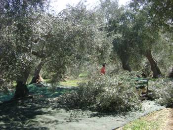 Παναγιώτης Κάτσαρης - διευθυντής Εργαστηρίου Ελαιολάδου σε συνέδριο στη Νεμέα: &quot;Ολοι παράγουν το καλύτερο ελαιόλαδο του κόσμου&quot;