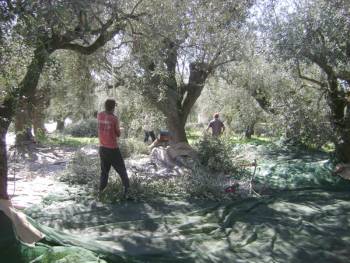 Οψιμη φέτος η συγκομιδή μαυροελιάς στην Τριφυλία