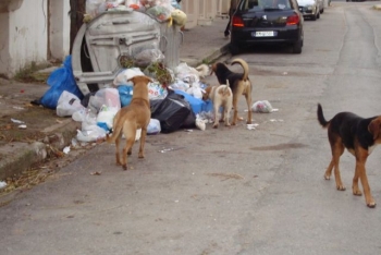 Αδέσποτα και σκουπίδια