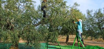 Λύση για επιδότηση και δασικά ζητεί ο Αγροτικός Σύλλογος Γαργαλιάνων