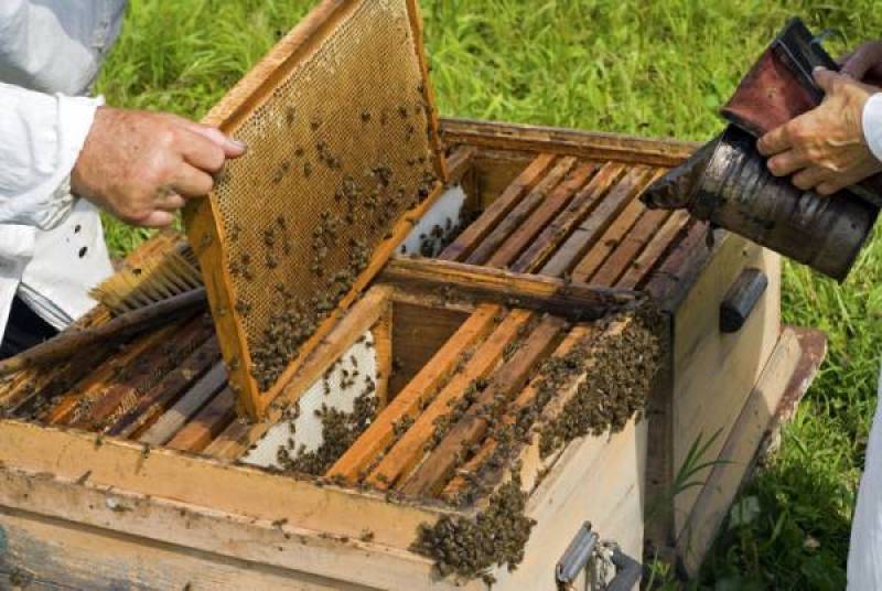 Διαμαρτυρία Μελισσοκόμων Μεσσηνίας για τους ψεκασμούς