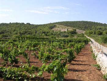 Υποβολή αιτήσεων για αναδιάρθρωση αμπελώνων