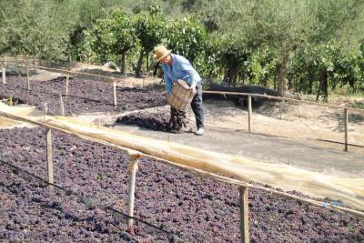 Φετινή σταφίδα παραλαμβάνει η Ενωση Μεσσηνίας