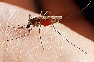 Τρέχουν να προλάβουν τα κουνούπια στη Γιάλοβα - Προσωρινό πρόγραμμα καταπολέμησης