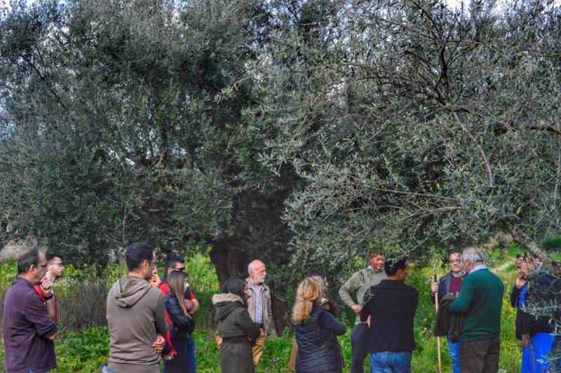 Διημερίδα με θέμα &quot;Παγκόσμια Ημέρα Ελιάς και Ελαιολάδου&quot; στην Καλαμάτα