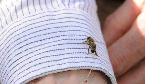 Άρτα: Πυροσβέστες έσωσαν 75χρονο αλλεργικό μετά από τσίμπημα μέλισσας - Έπαθε ανακοπή